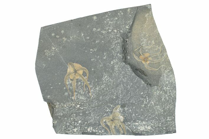 Three Ordovician Brittle Stars (Ophiura) - Morocco #285338